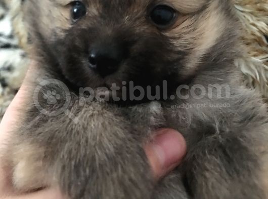 Ankara Pomeranian Yavrular