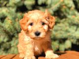 Teacup Red Malti̇po Bebekler