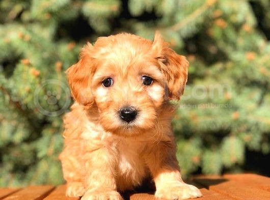 Teacup Red Malti̇po Bebekler görsel
