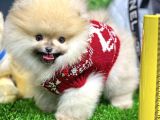 Teddy Bear Pomerani̇an Boo