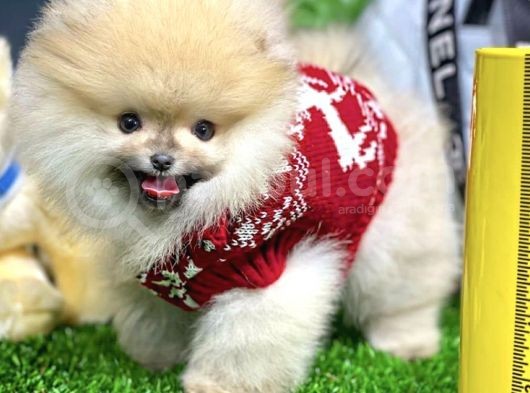 Teddy Bear Pomerani̇an Boo görsel