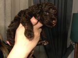 Bebek Toy Poodle