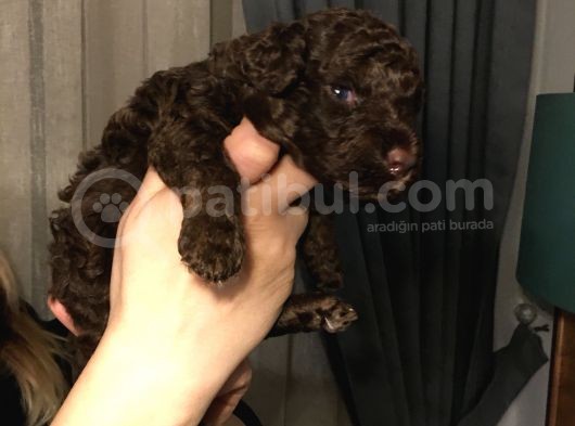 Bebek Toy Poodle görsel