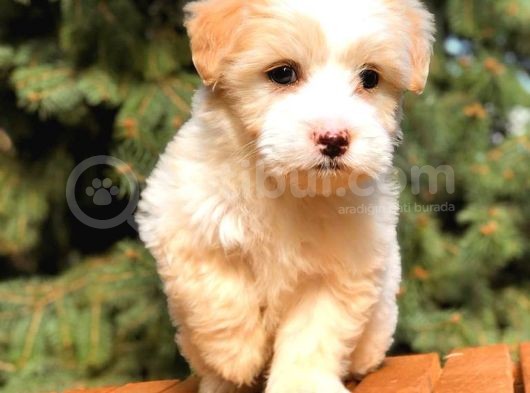 Party Colour Teacup Malti̇po Bebekler görsel