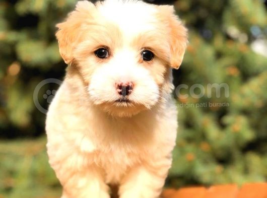 Party Colour Teacup Malti̇po Bebekler görsel