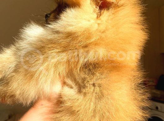 Orange Pomerani̇an Boo Üst Kali̇te Oğlumuz görsel