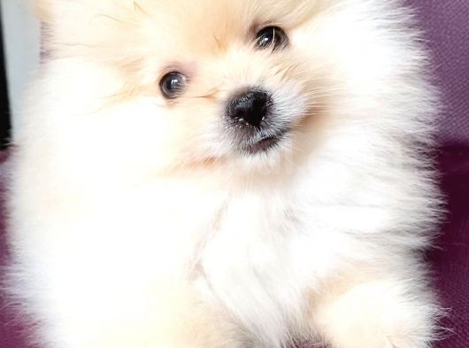 Pomerani̇an Boo Gülen Yüz Kizimiz görsel