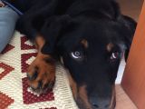 Rotweiller Yavrusu 6 Aylık
