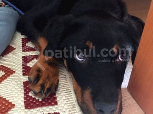 Rotweiller Yavrusu 6 Aylık görsel