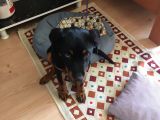 Rotweiller Yavrusu 6 Aylık