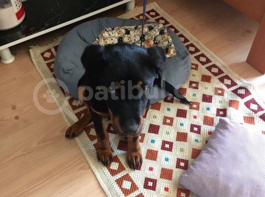 Rotweiller Yavrusu 6 Aylık görsel
