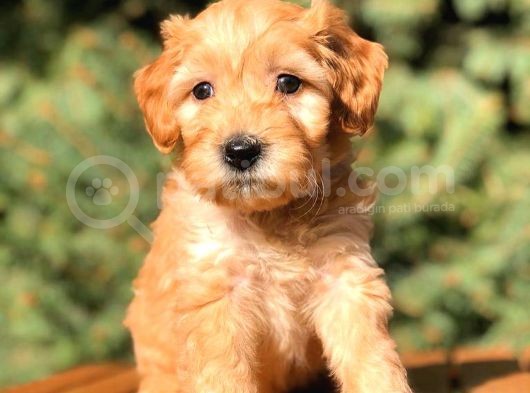 Teacup Red Malti̇po Bebekler