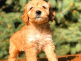Teacup Red Malti̇po Bebekler