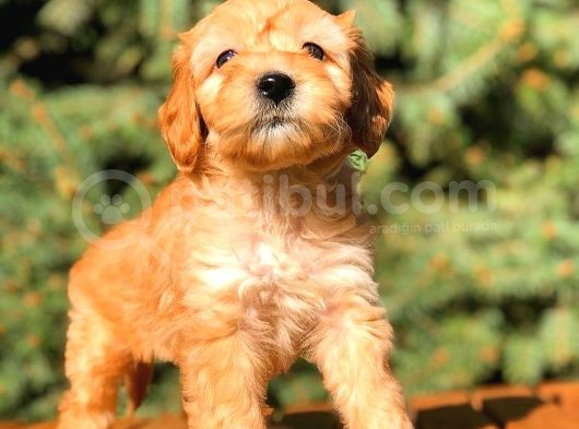 Teacup Red Malti̇po Bebekler görsel