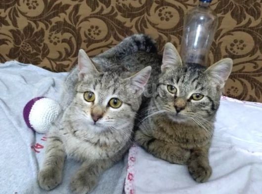 Kedimi Bulan Lütfen Bana Ulaşsın Amaliyat Geçirdi Kulağının Biri Kesik 8 Aylik