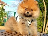 Teddy Face Pomeranian Boo Yavrularımız