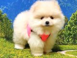Pomeranian Boo Teddy Bear Yavrular