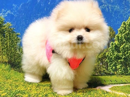 Pomeranian Boo Teddy Bear Yavrular görsel
