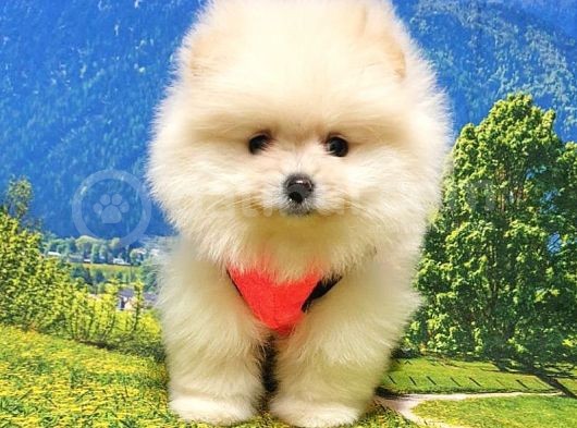 Pomeranian Boo Teddy Bear Yavrular görsel