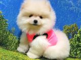 Pomeranian Boo Teddy Bear Yavrular