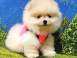 Pomeranian Boo Teddy Bear Yavrular