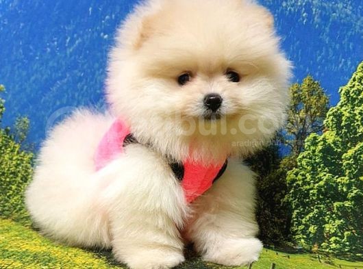 Pomeranian Boo Teddy Bear Yavrular