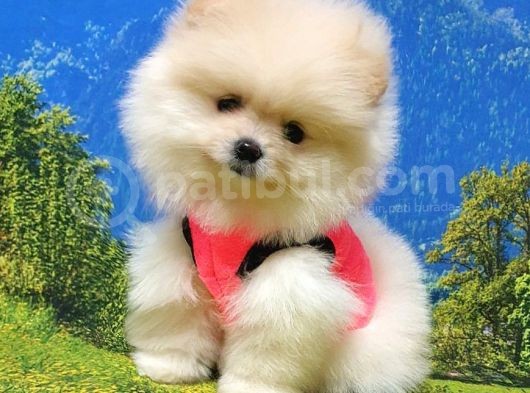 Pomeranian Boo Teddy Bear Yavrular görsel