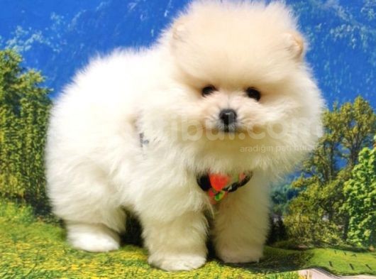 Teddy Face Pomeranian Boo Yavrularımız görsel