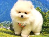 Teddy Face Pomeranian Boo Yavrularımız
