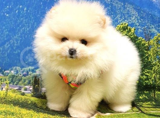 Teddy Face Pomeranian Boo Yavrularımız görsel