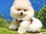 Teddy Face Pomeranian Boo Yavrularımız