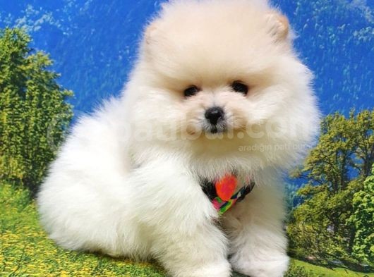 Teddy Face Pomeranian Boo Yavrularımız görsel