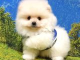 Pomeranian Boo Teddy Bear Yavrular