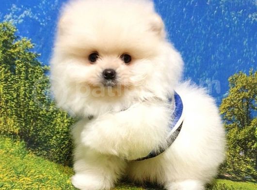 Pomeranian Boo Teddy Bear Yavrular görsel