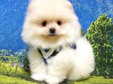 Pomeranian Boo Teddy Bear Yavrular