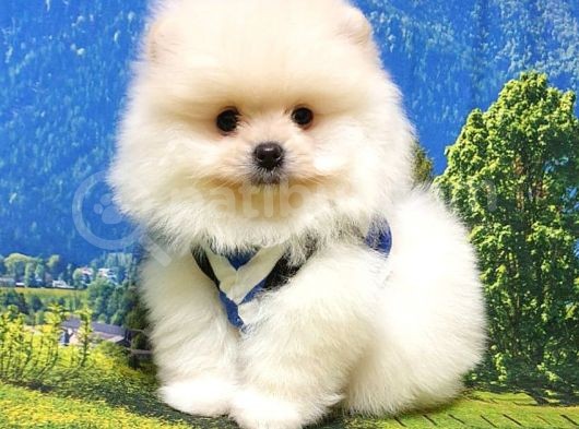 Pomeranian Boo Teddy Bear Yavrular görsel