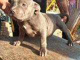 Scrli American Bully