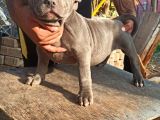 Scrli American bully