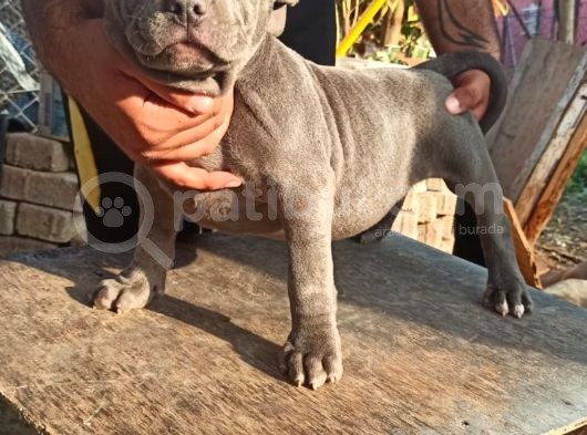Scrli American Bully