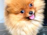 Teacup Orange Pomerani̇an Boo
