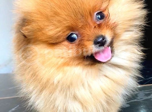 Teacup Orange Pomerani̇an Boo
