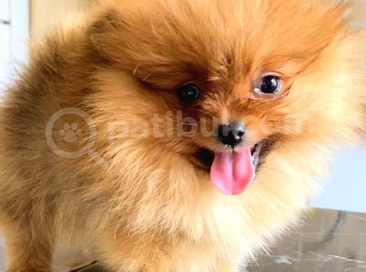 Teacup Orange Pomerani̇an Boo görsel