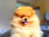 Orange Güzelli̇k Pomerani̇an Boo