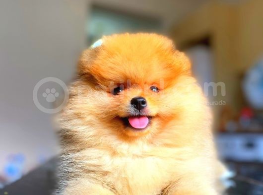 Orange Güzelli̇k Pomerani̇an Boo görsel