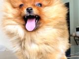 Teacup Orange Pomerani̇an Boo
