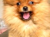 Teacup Orange Pomerani̇an Boo