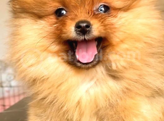 Teacup Orange Pomerani̇an Boo görsel