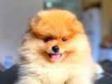 Orange Güzelli̇k Pomerani̇an Boo