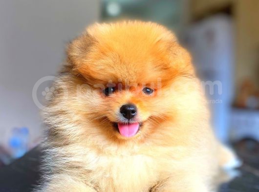 Orange Güzelli̇k Pomerani̇an Boo