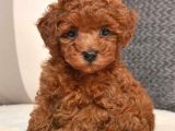 Toy Poodle Redbrown Kırmızı Kahverengi Safkan Orjinal Garantili